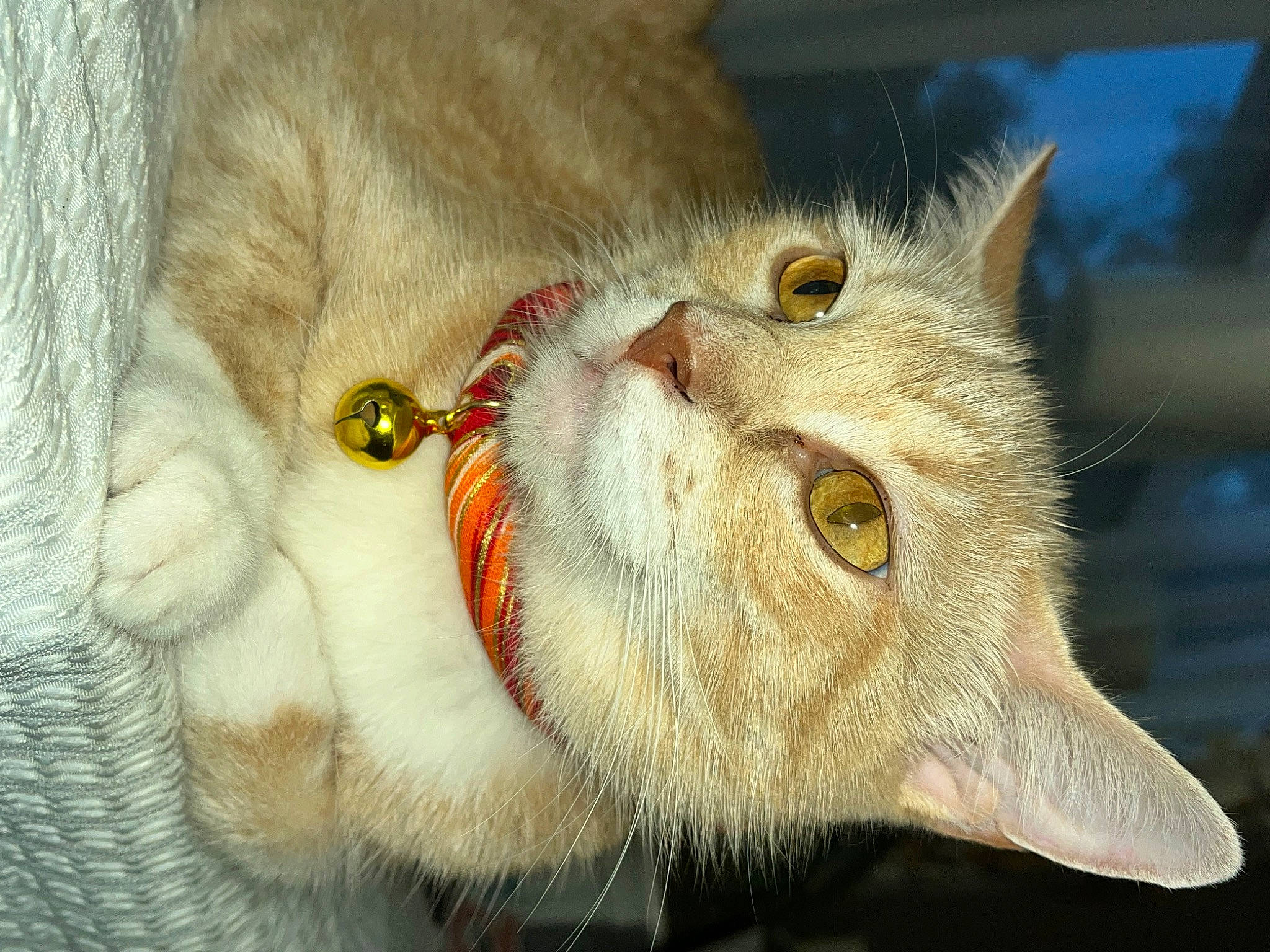 Kitty Paris is registered to the contest to win money with this photo: carnivore, cat, claw, domestic_short_haired_cat, ear, eye, fang, fawn, felidae, fur, paw, small_to_medium_sized_cats, snout, tail, terrestrial_animal, whiskers, wildlife