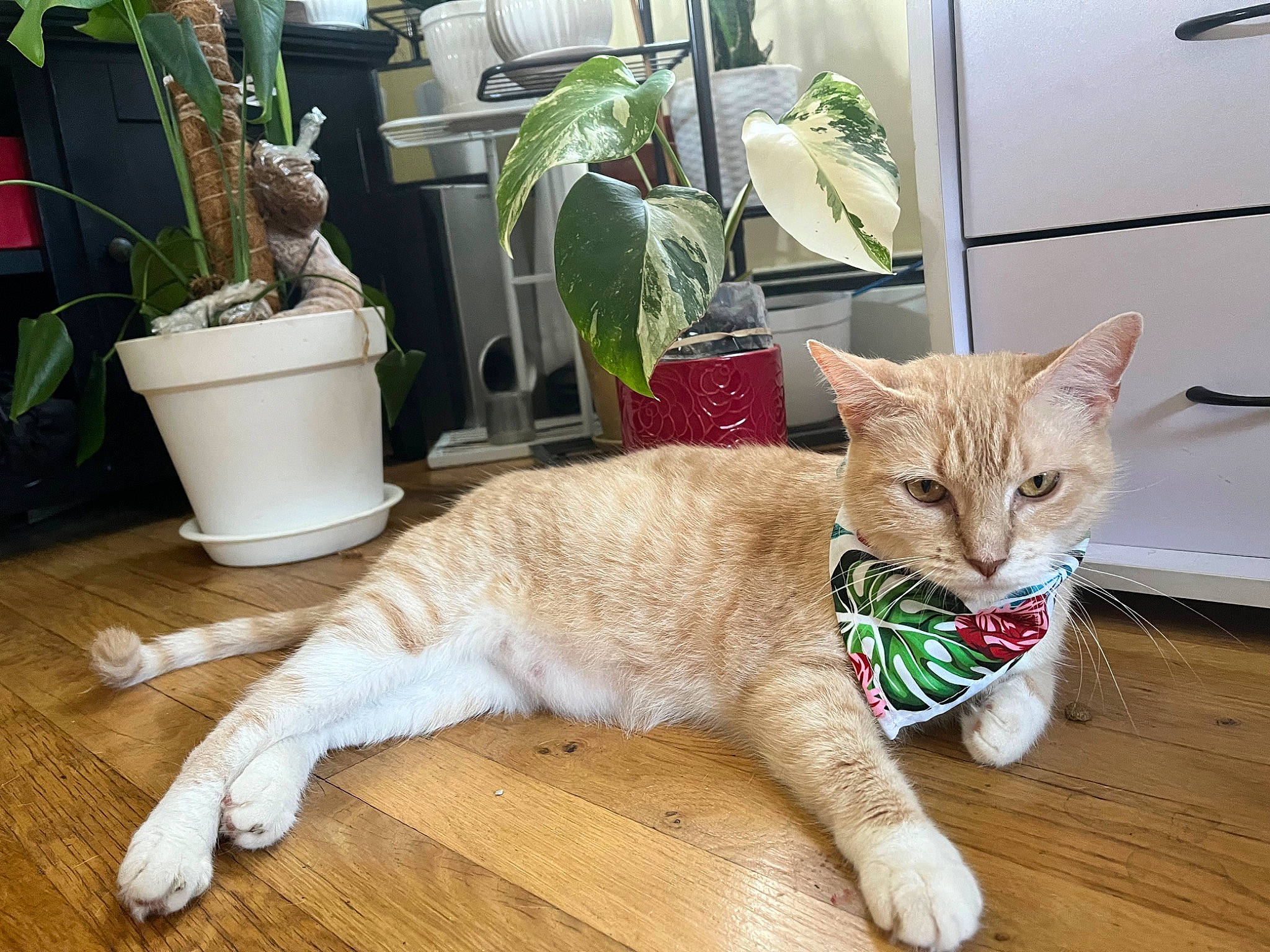 Kitty Paris joined the competition — help win amazing prizes! carnivore, cat, claw, comfort, domestic_short_haired_cat, fawn, felidae, flooring, flowerpot, fur, grass, hardwood, houseplant, paw, plant, small_to_medium_sized_cats, snout, tail, whiskers, wood