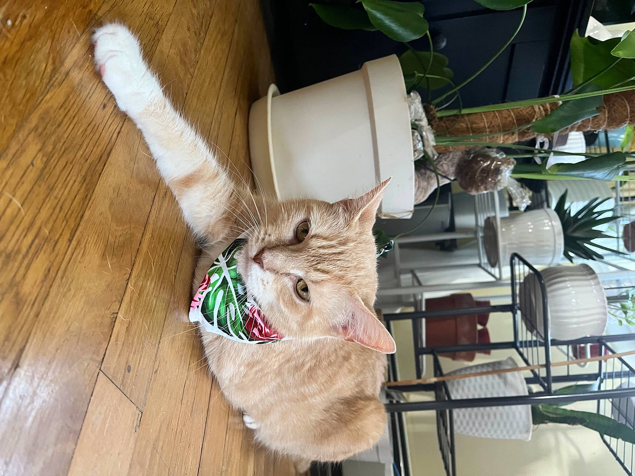 Kitty Paris joined the competition — help win amazing prizes! carnivore, cat, chair, comfort, companion_dog, dog_breed, fawn, felidae, flooring, green, hardwood, human_leg, laminate_flooring, plant, small_to_medium_sized_cats, tail, whiskers, wood, wood_stain, working_animal
