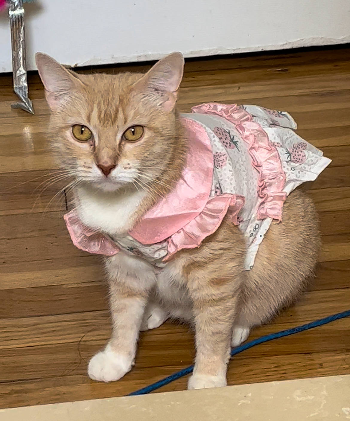 Kitty Paris