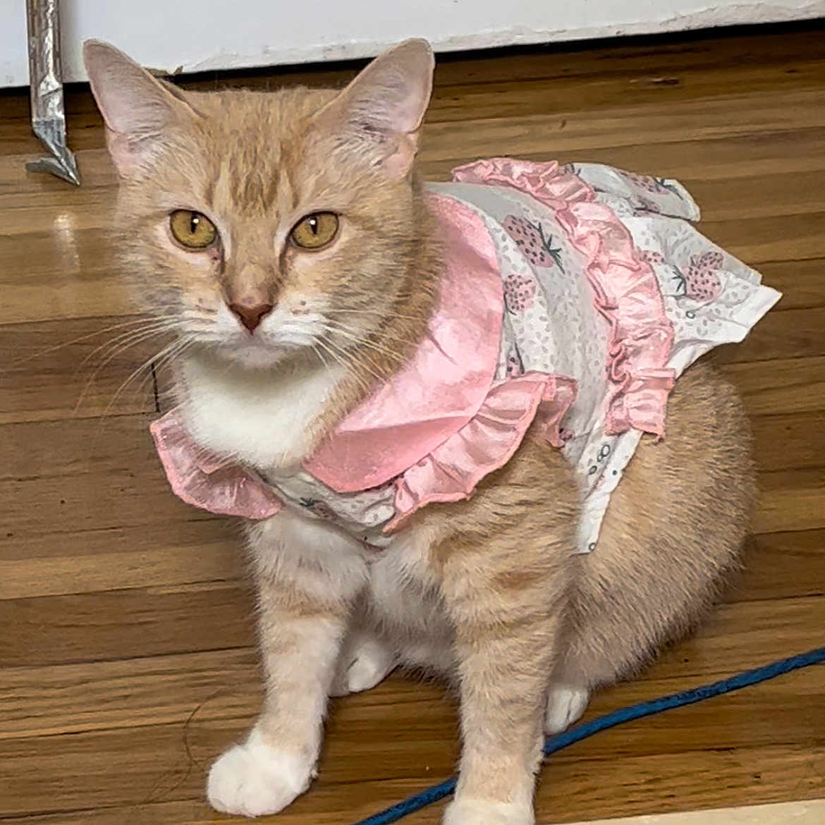 Kitty Paris