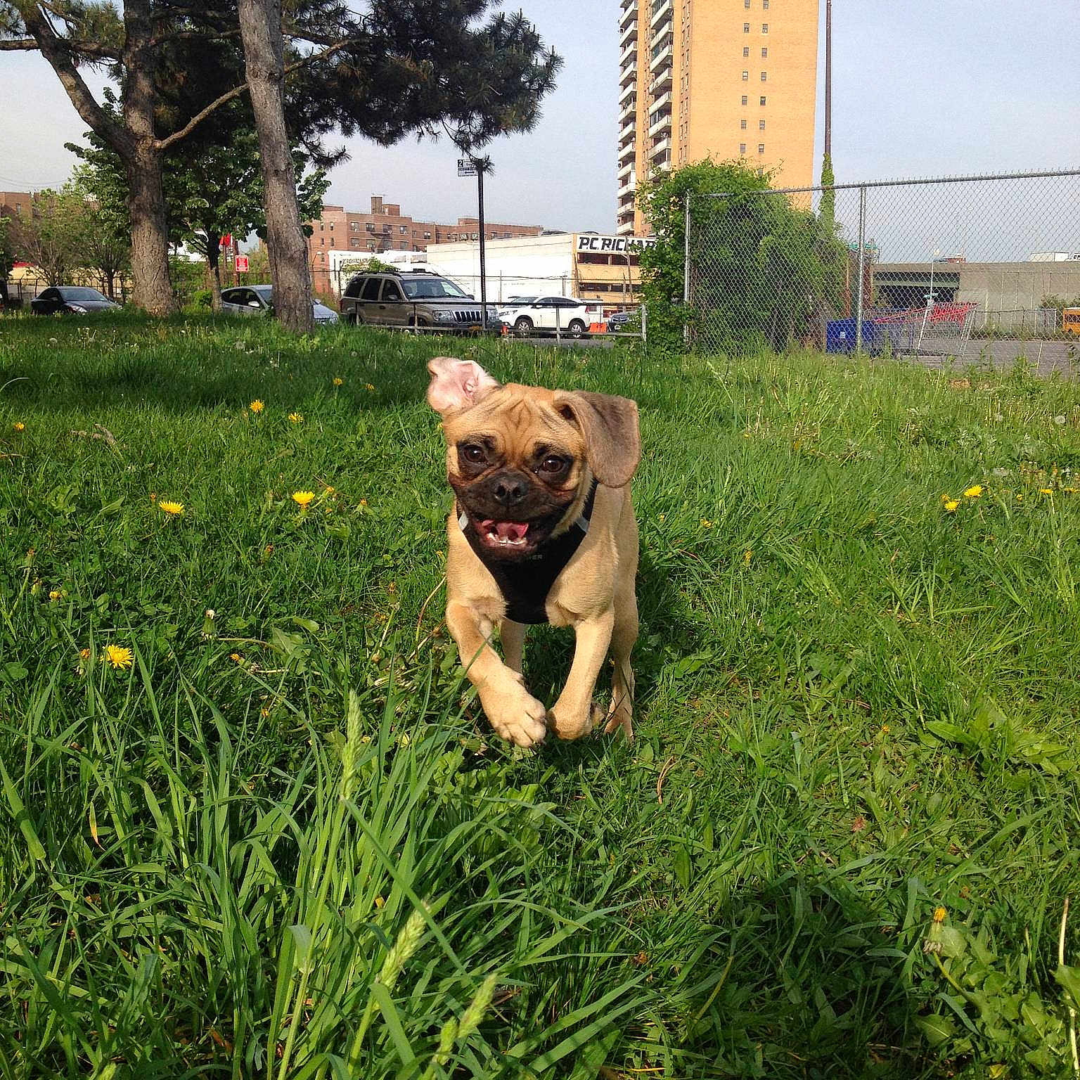 Frenchie