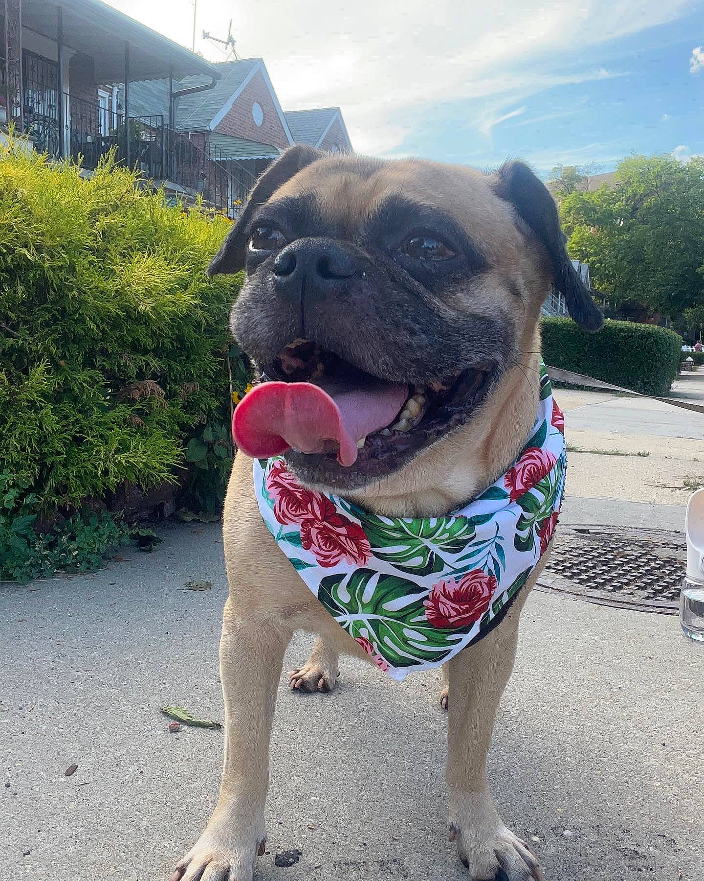 Frenchman is registered to the contest to win money with this photo: bulldog, canidae, carnivore, cloud, collar, companion_dog, dog, dog_breed, dog_collar, dog_supply, fawn, grass, pet_supply, plant, sky, sporting_group, tree, working_animal, working_dog, wrinkle