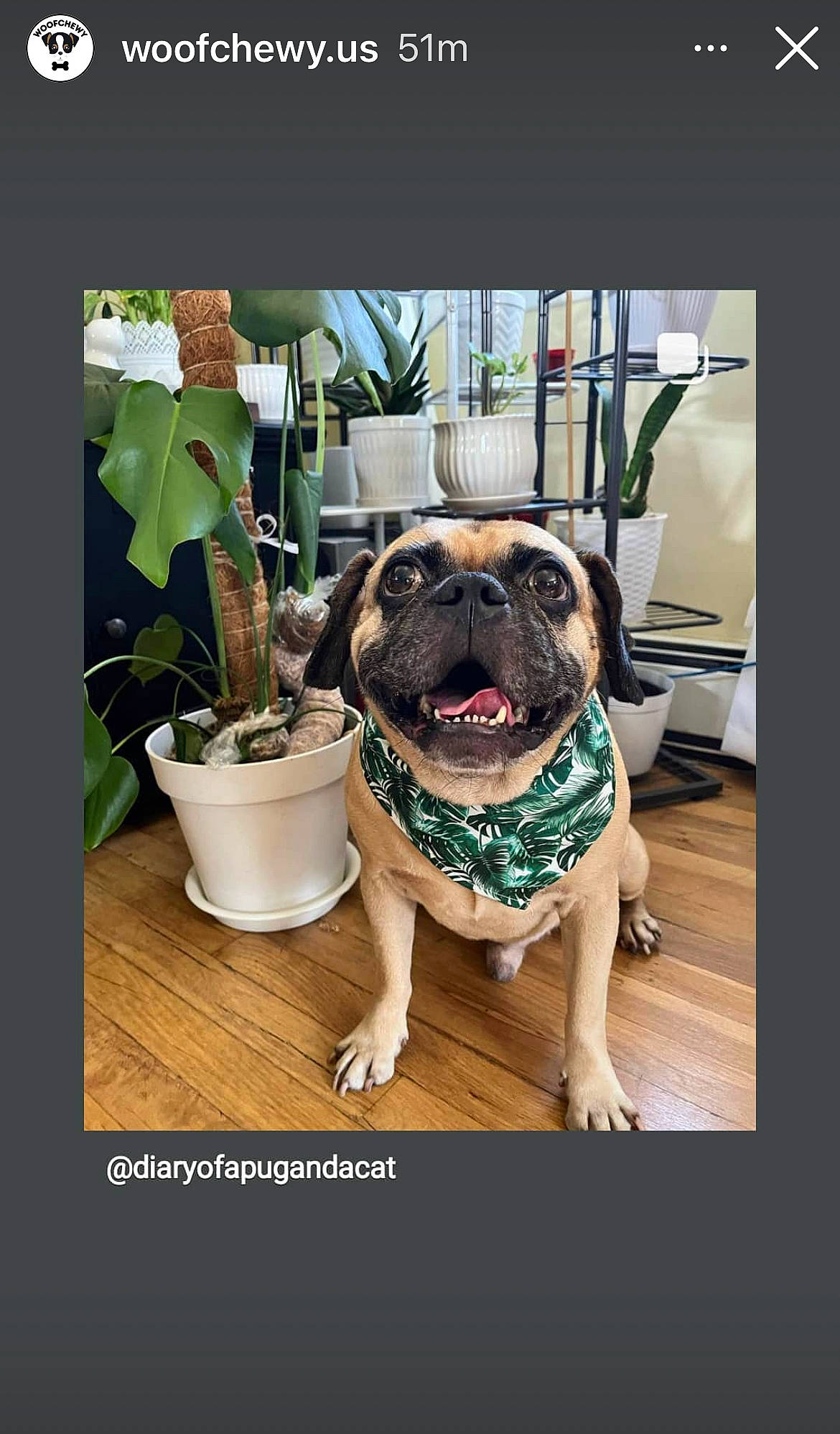 Frenchman is registered to the contest to win money with this photo: canidae, carnivore, chair, companion_dog, dog, dog_breed, door, fawn, flowerpot, grass, houseplant, photo_caption, plant, pug, selfie, snout, sporting_group, toy_dog, window, wrinkle
