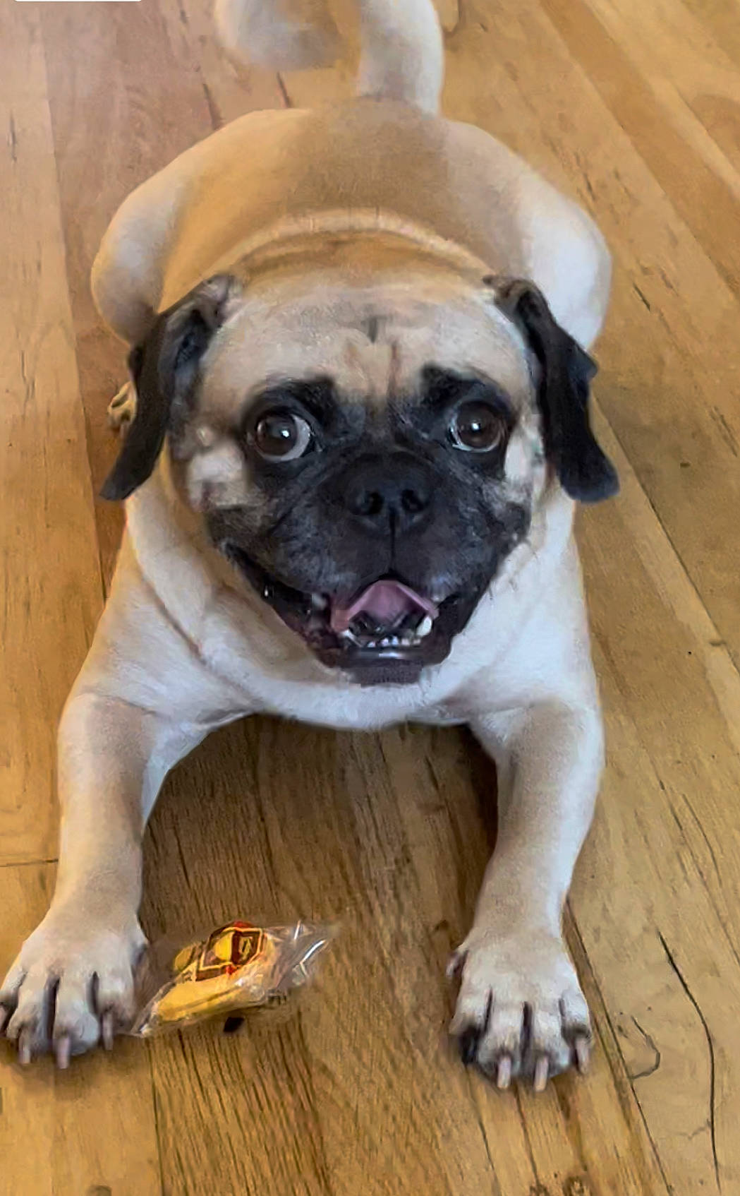 Frenchman joined the competition — help win amazing prizes! bored, canidae, carnivore, companion_dog, dog, dog_breed, eye, fawn, hardwood, iris, plant, pug, snout, sporting_group, terrestrial_animal, toy_dog, whiskers, wood, working_animal, wrinkle