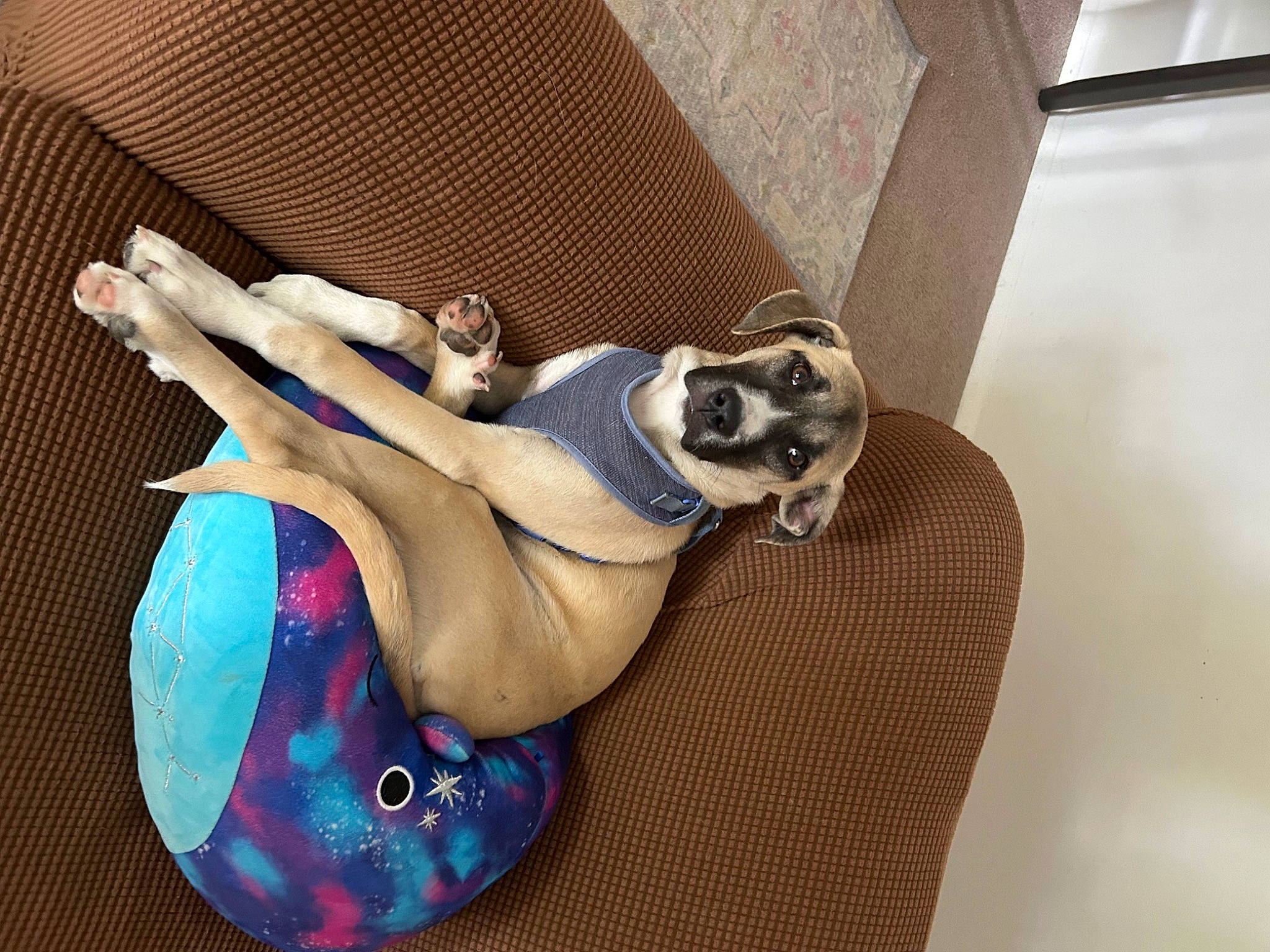 Waverly joined the competition — help win amazing prizes! abdomen, comfort, companion_dog, dress, elbow, fashion_accessory, fawn, flooring, foot, hardwood, human_leg, knee, paw, sitting, sportswear, sunglasses, tail, thigh, trunk, wood