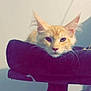 Ulane a rejoint le concours — aidez-le/la à gagner de superbes lots ! cat, orange_cat, ears, whiskers, cat_tree, pet, animal, feline, indoor, resting, close_up, looking_at_camera, cute, fur, mammal, domestic_animal, soft_lighting, relaxing, portrait, house_pet