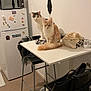 cat, table, chair, kitchen, microwave, fridge, magnet, bag, spatula, floor, wall, cup, tote_bag, blanket, domestic_animal, indoor, furniture, pet, curious, relaxed