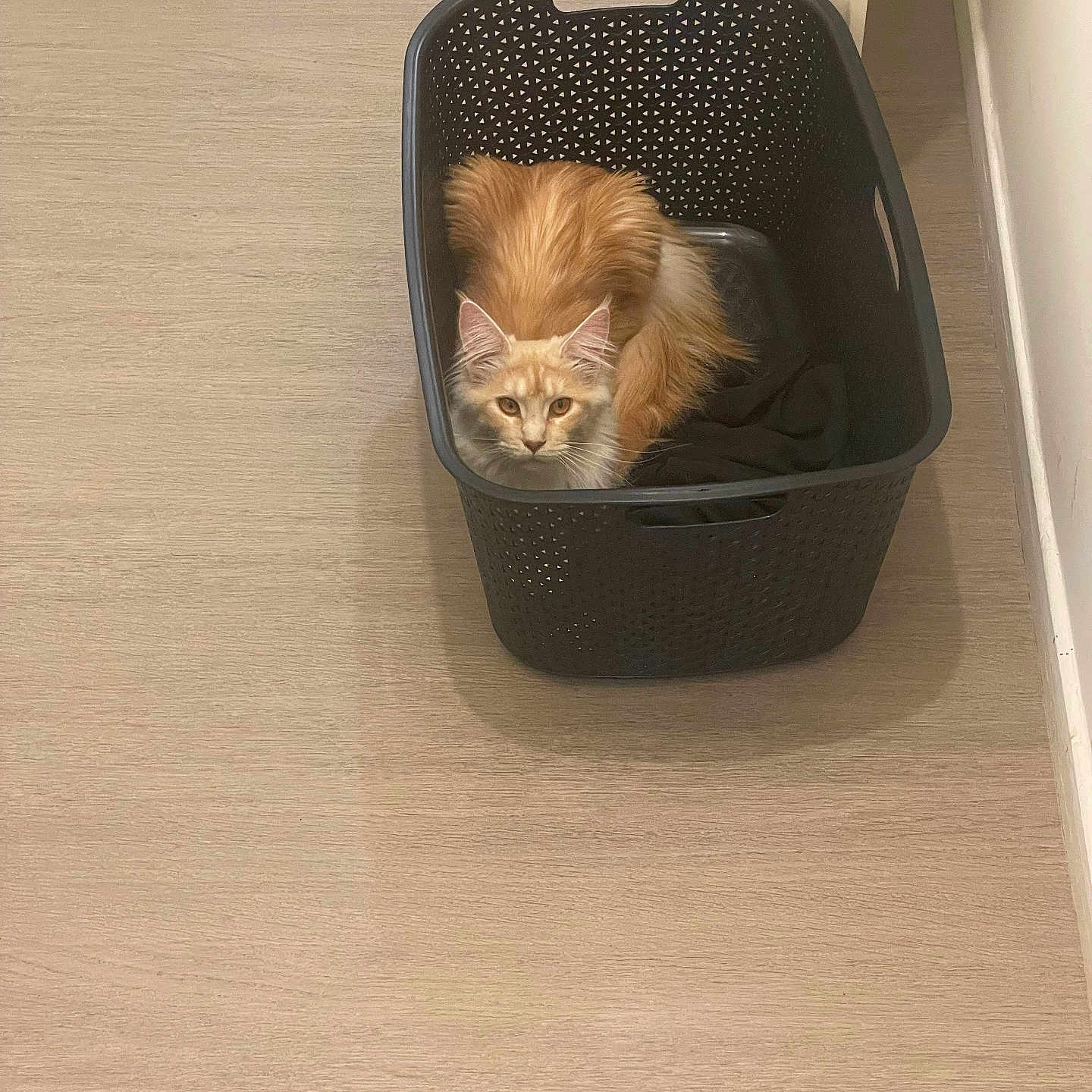 Ulane participe au concours pour gagner de l'argent avec cette photo : animal, cat, cozy, curious, domestic_cat, ears, feline, floor, fur, home, indoor, laundry_basket, looking_up, orange_cat, pet, plastic_basket, quiet, resting, tail, whiskers