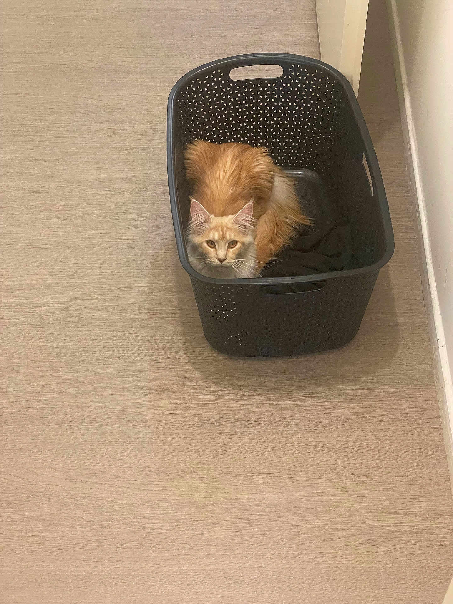 Ulane participe au concours pour gagner de l'argent avec cette photo : cat, laundry_basket, orange_cat, indoor, floor, curious, pet, animal, feline, cozy, looking_up, plastic_basket, domestic_cat, resting, fur, whiskers, ears, tail, home, quiet