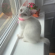 Mabel joined the competition — help win amazing prizes! kitten, cat, white_cat, pet, windowsill, pink_collar, flowers, indoor, curious, soft_light, feline, animal, cute, young_cat, domestic_cat, window, potted_plant, decor, fur, small_pet