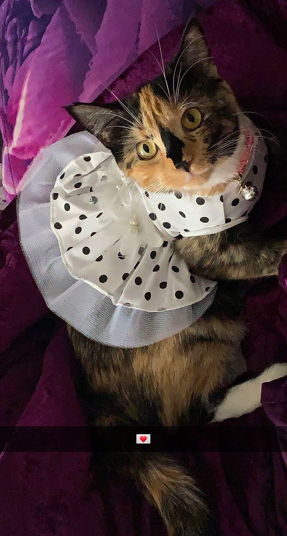 Ekko joined the competition — help win amazing prizes! art, bow_tie, cat, costume, costume_accessory, costume_hat, cut_flowers, fashion_accessory, feather, felidae, fur, hair_accessory, hat, headpiece, illustration, mask, pattern, petal, small_to_medium_sized_cats, whiskers