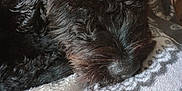 Jax joined the competition — help win amazing prizes! animal, black_dog, blanket, close_up, companion, cozy, curly_fur, cute, dog, domestic_animal, fur_texture, indoors, nose, patterned_blanket, pet, relaxing, resting, sleepy, snout, soft