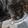 Jax joined the competition — help win amazing prizes! dog, black_dog, curly_fur, resting, close_up, blanket, patterned_blanket, sleepy, pet, animal, cozy, fur_texture, indoors, nose, snout, relaxing, cute, companion, domestic_animal, soft