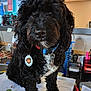 Jax joined the competition — help win amazing prizes! dog, black_dog, curly_hair, pet, collar, tag, desk, calendar, office, paper, pen, stapler, stationery, indoor, cute, animal, closeup, fur, paw, workspace