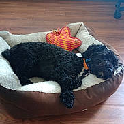 Jax is registered to the contest to win money with this photo: dog, bed, toy, star_shaped_toy, wooden_floor, curly_hair, black_dog, resting, pet, indoor, collar, sleeping, cozy, cute, animal, domestic, relaxed, furry, comfortable, lying_down