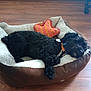 dog, bed, toy, star_shaped_toy, wooden_floor, curly_hair, black_dog, resting, pet, indoor, collar, sleeping, cozy, cute, animal, domestic, relaxed, furry, comfortable, lying_down