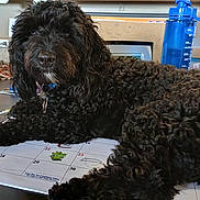 Jax joined the competition — help win amazing prizes! animal, black_dog, calendar, calm, closeup, collar, cords, curly_hair, desk, dog, furniture, indoor, laying_down, office, pet, relaxing, table, tablet, water_bottle, workspace