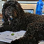 animal, black_dog, calendar, calm, closeup, collar, cords, curly_hair, desk, dog, furniture, indoor, laying_down, office, pet, relaxing, table, tablet, water_bottle, workspace