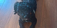 Jax joined the competition — help win amazing prizes! dog, black_dog, curly_fur, wooden_floor, pet, animal, lying_down, indoors, flooring, canine, looking_up, fur, domestic_animal, playful, companion, cute, paws, collar, relaxed, sprawled
