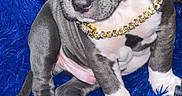 Cayne is registered to the contest to win money with this photo: animal, blue_rug, companion, cozy, curious, cute, dog, domestic, flash_reflection, furniture, gold_chain, gray_fur, household, indoor, pet, portrait, puppy, sitting, white_paws, young