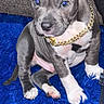 Cayne is registered to the contest to win money with this photo: puppy, dog, pet, gold_chain, blue_rug, gray_fur, white_paws, sitting, indoor, cute, young, animal, cozy, curious, flash_reflection, furniture, household, portrait, domestic, companion