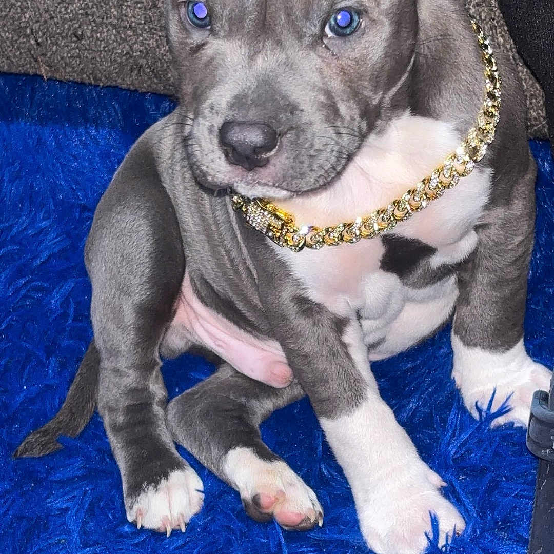 Cayne is registered to the contest to win money with this photo: puppy, dog, pet, gold_chain, blue_rug, gray_fur, white_paws, sitting, indoor, cute, young, animal, cozy, curious, flash_reflection, furniture, household, portrait, domestic, companion