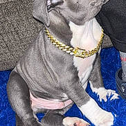 Cayne is registered to the contest to win money with this photo: puppy, dog, blue_eyes, gold_chain, carpet, indoor, couch, pet, cute, sitting, gray_dog, white_paws, fluffy_carpet, young_dog, domestic_animal, canine, alert, looking_up, furniture, cozy