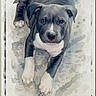 Cayne joined the competition — help win amazing prizes! animal, art, artistic, background, blue, canine, cute, dog, eyes, handmade, illustration, name_text, painting, paws, pet, portrait, puppy, soft_colors, watercolor, white