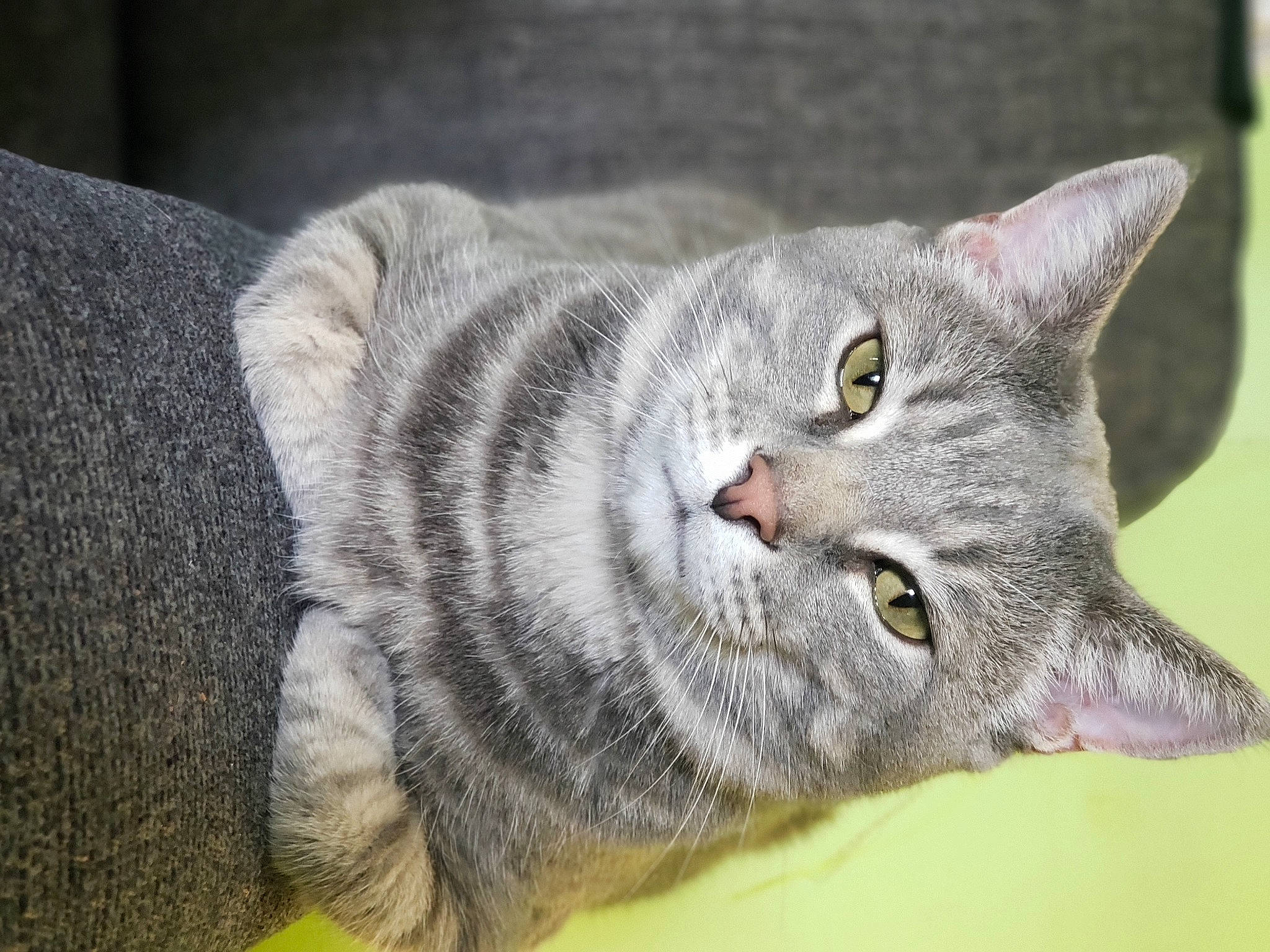 Crybaby joined the competition — help win amazing prizes! carnivore, cat, domestic_short_haired_cat, eye, felidae, fur, grey, paw, small_to_medium_sized_cats, snout, tail, terrestrial_animal, whiskers, wildlife