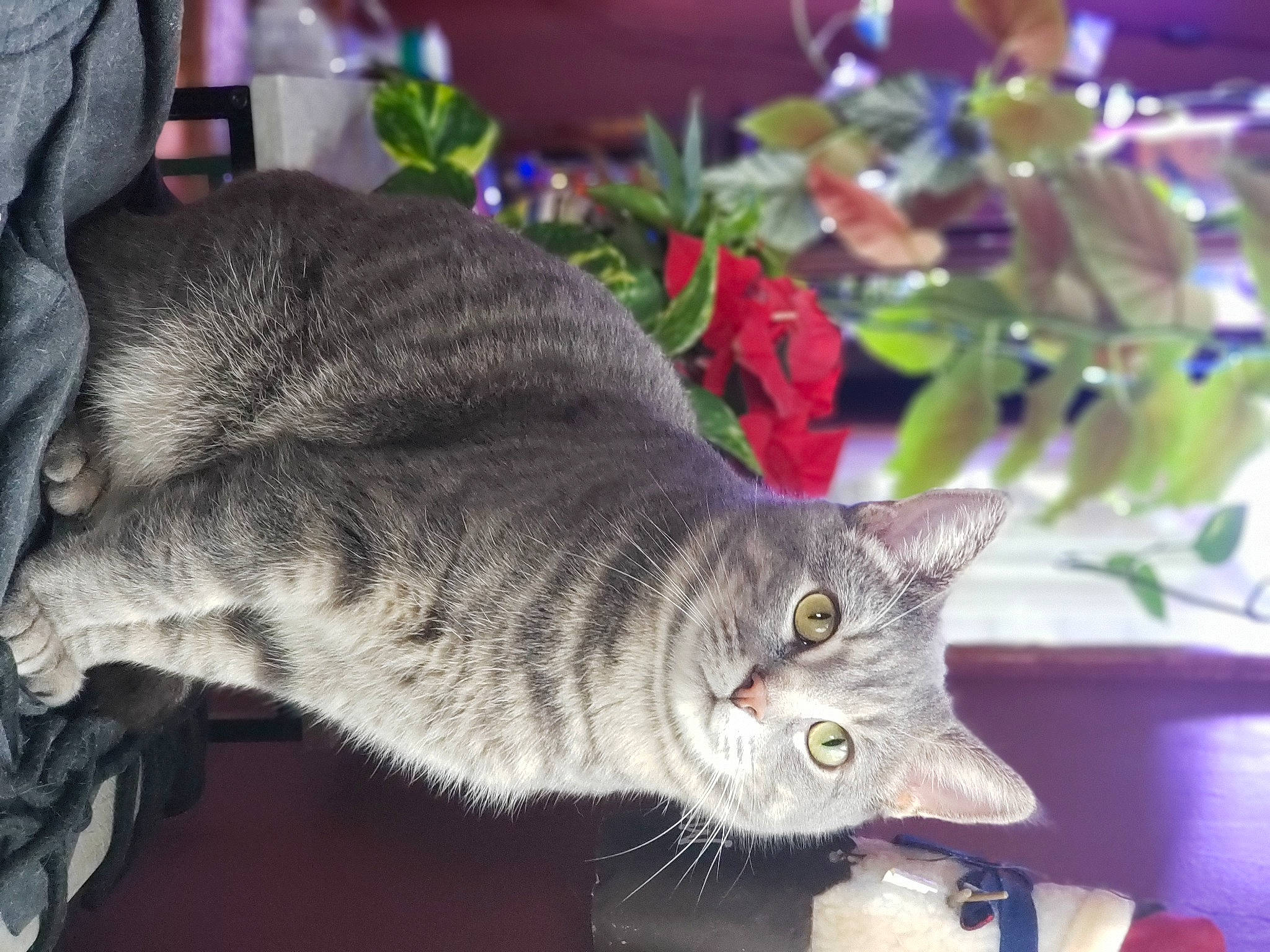 Crybaby is registered to the contest to win money with this photo: carnivore, cat, domestic_short_haired_cat, felidae, fur, grey, plant, small_to_medium_sized_cats, snout, tail, whiskers