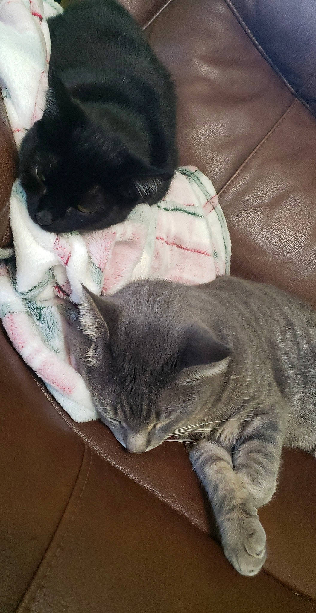 Crybaby is registered to the contest to win money with this photo: black_cat, carnivore, cat, claw, comfort, domestic_short_haired_cat, ear, felidae, fur, grey, mammal, nap, paw, sleep, small_to_medium_sized_cats, snout, tail, whiskers