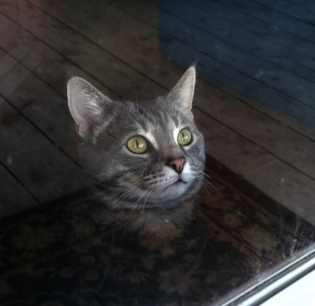Crybaby is registered to the contest to win money with this photo: automotive_tire, automotive_wheel_system, carnivore, cat, domestic_short_haired_cat, door, eye, felidae, fur, grey, hardwood, small_to_medium_sized_cats, snout, whiskers, window, wood