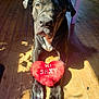 animal, boxer, bulldog, canine, dog, food, frenchbulldog, greatdane, hardwood, heart, hound, labradorretriever, pet, pitbull, plywood, pointer, puppy, sweets, symbol, wood