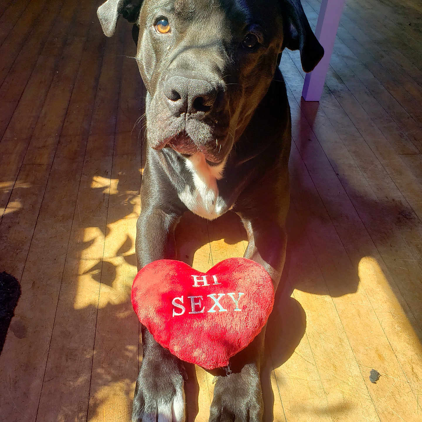 Axle is registered to the contest to win money with this photo: animal, boxer, bulldog, canine, dog, food, frenchbulldog, greatdane, hardwood, heart, hound, labradorretriever, pet, pitbull, plywood, pointer, puppy, sweets, symbol, wood