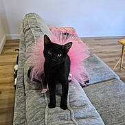 Lazarus is registered to the contest to win money with this photo: black_cat, tutu, pink_tutu, cat, pet, indoor, couch, gray_couch, wooden_floor, green_eyes, curious, feline, animal, domestic_cat, cute, home, living_room, fur, sitting, cozy