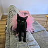 black_cat, tutu, pink_tutu, cat, pet, indoor, couch, gray_couch, wooden_floor, green_eyes, curious, feline, animal, domestic_cat, cute, home, living_room, fur, sitting, cozy