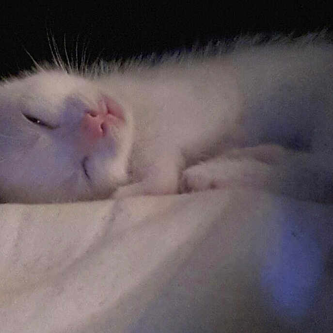 Yuki participe au concours pour gagner de l'argent avec cette photo : adorable, animal, calm, cat, cozy, cute, feline, fur, indoors, kitten, nap, pet, quiet, relaxing, resting, sleeping, small, soft_surface, whiskers, white_cat