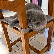 Stitch a rejoint le concours — aidez-le/la à gagner de superbes lots ! cat, gray_cat, fluffy, furry, pet, animal, sitting, lounging, chair, wooden_chair, cushion, indoor, kitchen, dining_area, tile_floor, wood, gray_fur, yellow_eyes, portrait, funny_pose