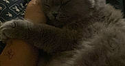 Stitch a rejoint le concours — aidez-le/la à gagner de superbes lots ! cat, gray_cat, fluffy, sleeping, sleepy, pet, animal, furry, whiskers, paws, lap, person, blanket, bed, indoors, cozy, relaxed, portrait, low_light, cuddle