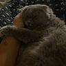 cat, gray_cat, fluffy, sleeping, sleepy, pet, animal, furry, whiskers, paws, lap, person, blanket, bed, indoors, cozy, relaxed, portrait, low_light, cuddle