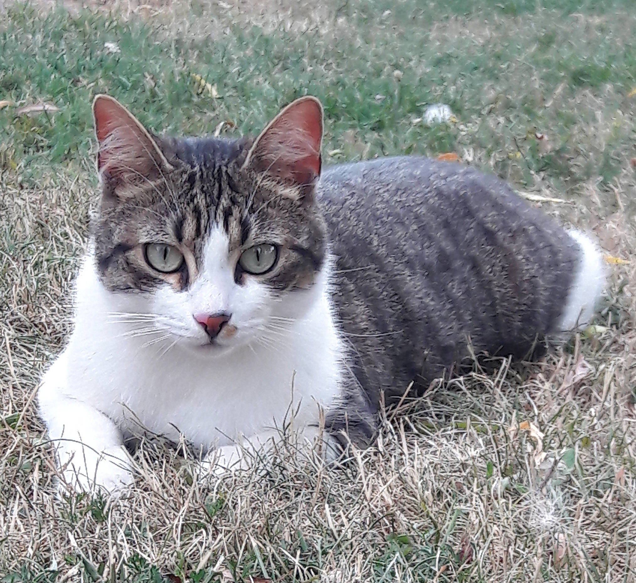 Diesel a rejoint le concours — aidez-le/la à gagner de superbes lots ! art, carnivore, cat, domestic_short_haired_cat, eye, felidae, fur, grass, grey, groundcover, monochrome_photography, paw, plant, small_to_medium_sized_cats, snout, tail, terrestrial_animal, tree, whiskers, wildlife