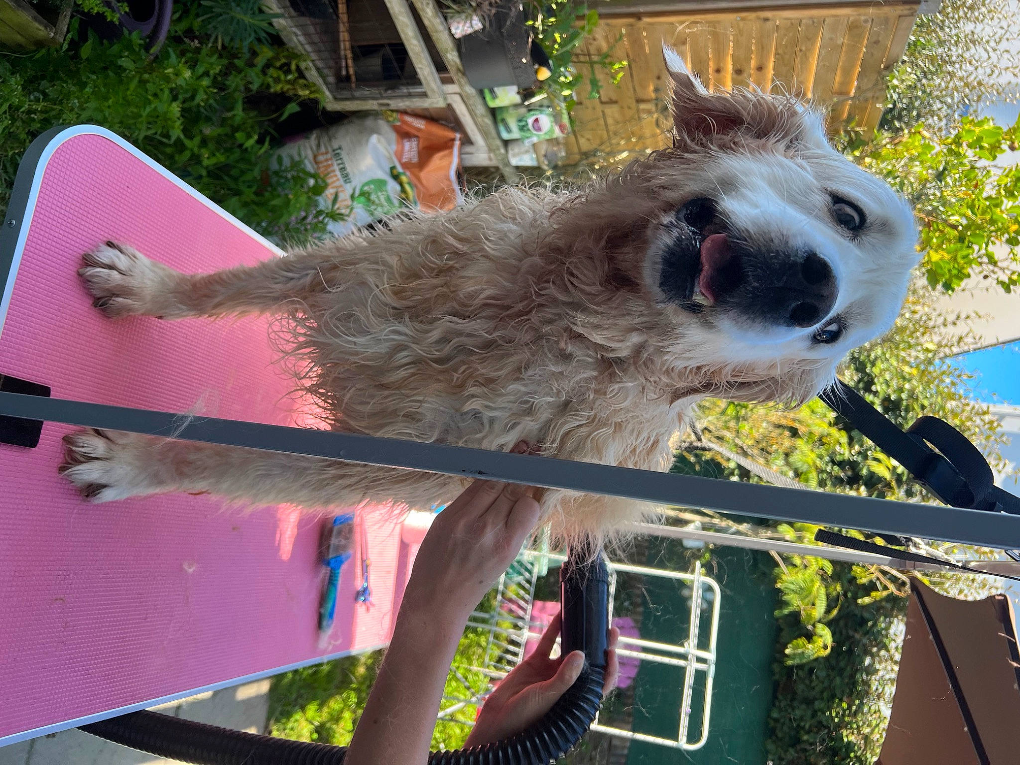 Ibiza participe au concours pour gagner de l'argent avec cette photo : fawn, fur, grass, magenta, marsupial, plant, snout, terrestrial_animal, tree, twig, wildlife, wood, working_animal, zoo