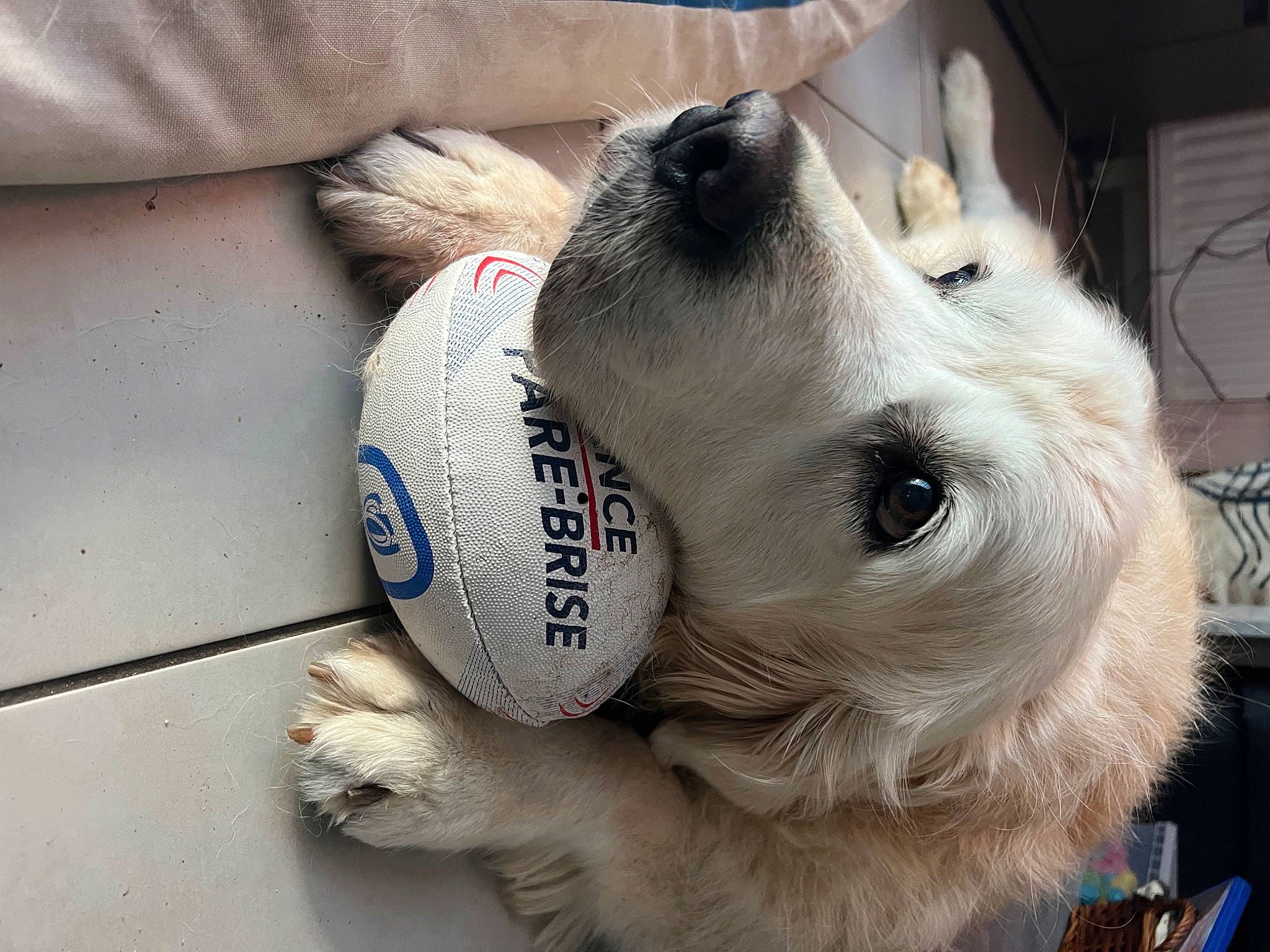 Ibiza participe au concours pour gagner de l'argent avec cette photo : aircraft, canidae, carnivore, collar, companion_dog, dog, dog_breed, dog_collar, fawn, fur, golden_retriever, non_sporting_group, paw, pet_supply, snout, sporting_group, tail, volpino_italiano, whiskers, working_animal