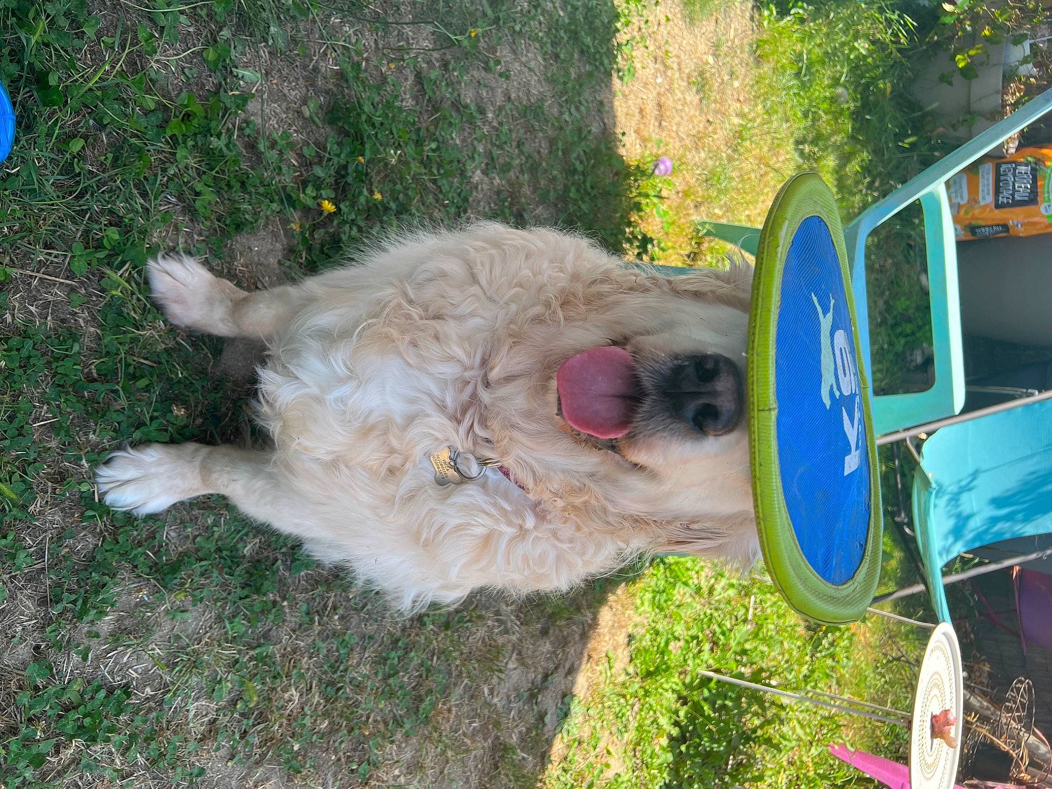 Ibiza a rejoint le concours — aidez-le/la à gagner de superbes lots ! canidae, carnivore, collar, companion_dog, dog, dog_breed, fawn, fun, fur, grass, plant, snout, sporting_group, tail, terrestrial_animal, tree, vehicle_door, working_animal