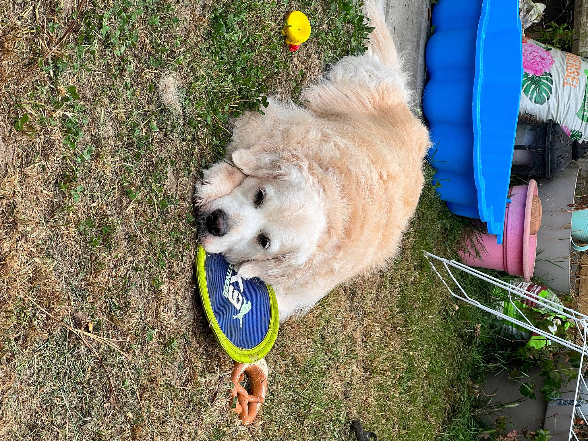 Ibiza a rejoint le concours — aidez-le/la à gagner de superbes lots ! canidae, carnivore, chair, companion_dog, dog, dog_breed, dog_clothes, dog_supply, fur, german_spitz, grass, labradoodle, livestock_guardian_dog, plant, pomeranian, small_terrier, spitz, sporting_group, terrier, toy_dog