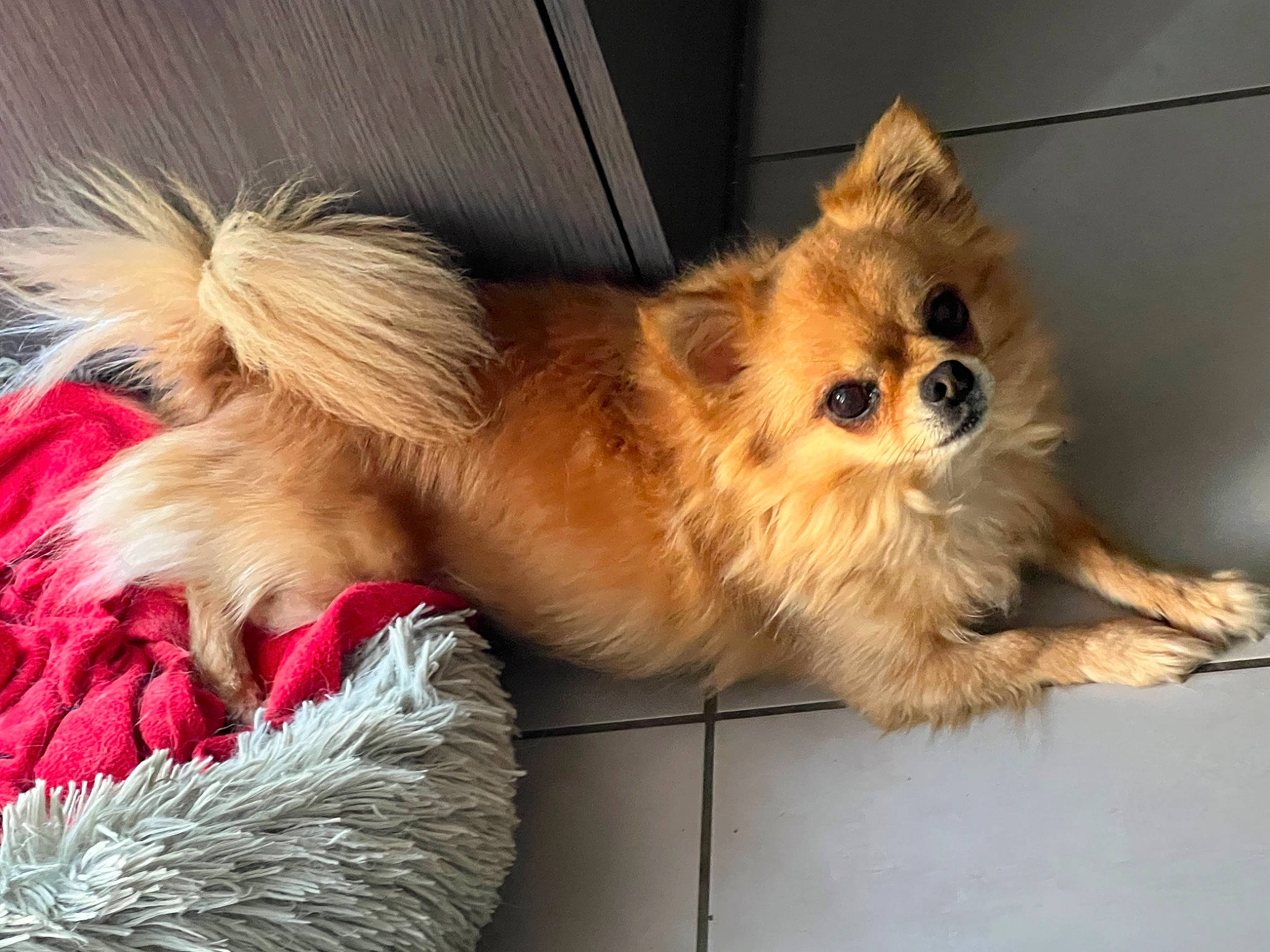 Jenie a rejoint le concours — aidez-le/la à gagner de superbes lots ! canidae, carnivore, companion_dog, dog, dog_breed, dog_supply, fawn, fur, german_spitz, liver, paw, pomeranian, small_terrier, snout, spitz, sporting_group, tail, toy_dog, whiskers, working_animal