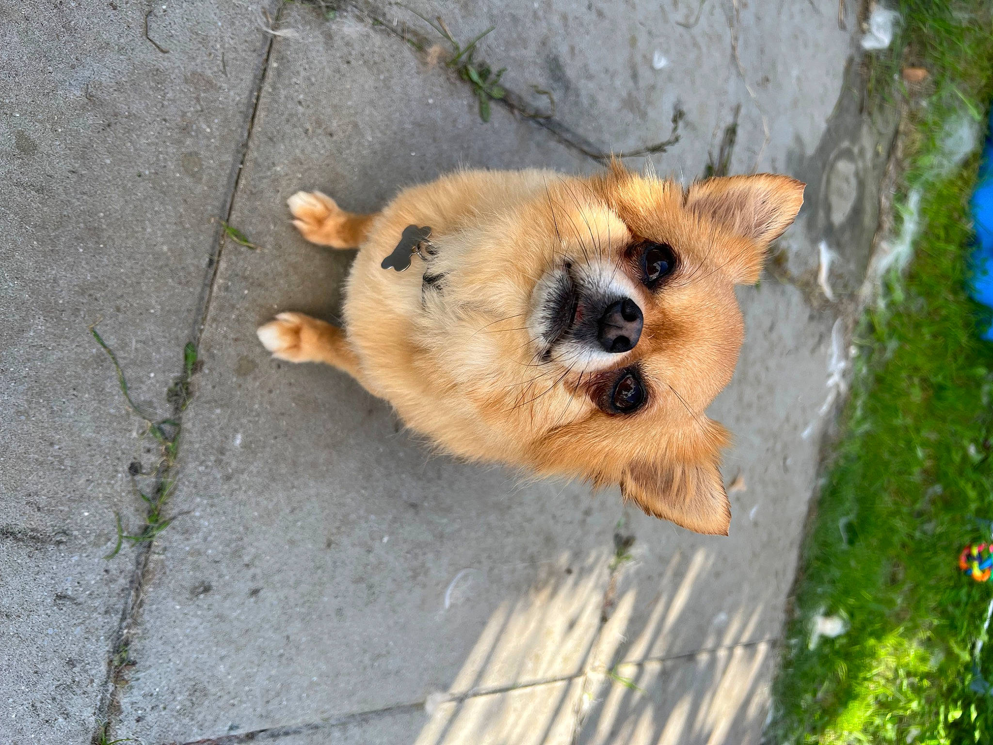 Jenie a rejoint le concours — aidez-le/la à gagner de superbes lots ! canidae, canis, carnivore, companion_dog, dog, dog_breed, eye, fawn, fur, german_spitz_mittel, puppy, snout, spitz, sporting_group, terrestrial_animal, trunk, whiskers, wildlife, wood, working_animal