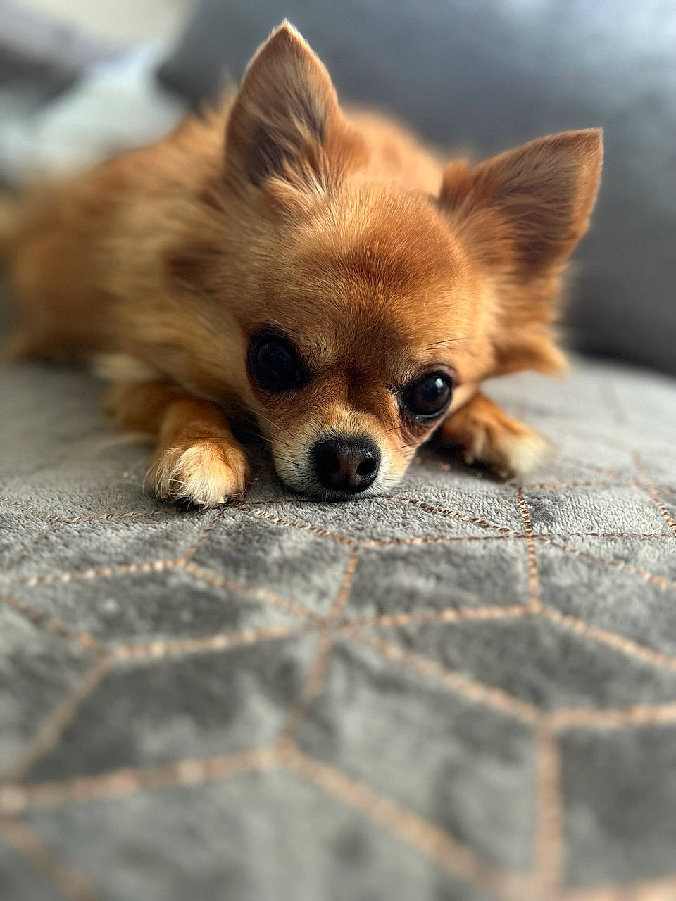 Jenie participe au concours pour gagner de l'argent avec cette photo : canidae, carnivore, close_up, companion_dog, corgi_chihuahua, dog, dog_breed, fawn, fur, liver, non_sporting_group, road_surface, snout, sporting_group, terrestrial_animal, toy_dog, whiskers, wildlife, wood