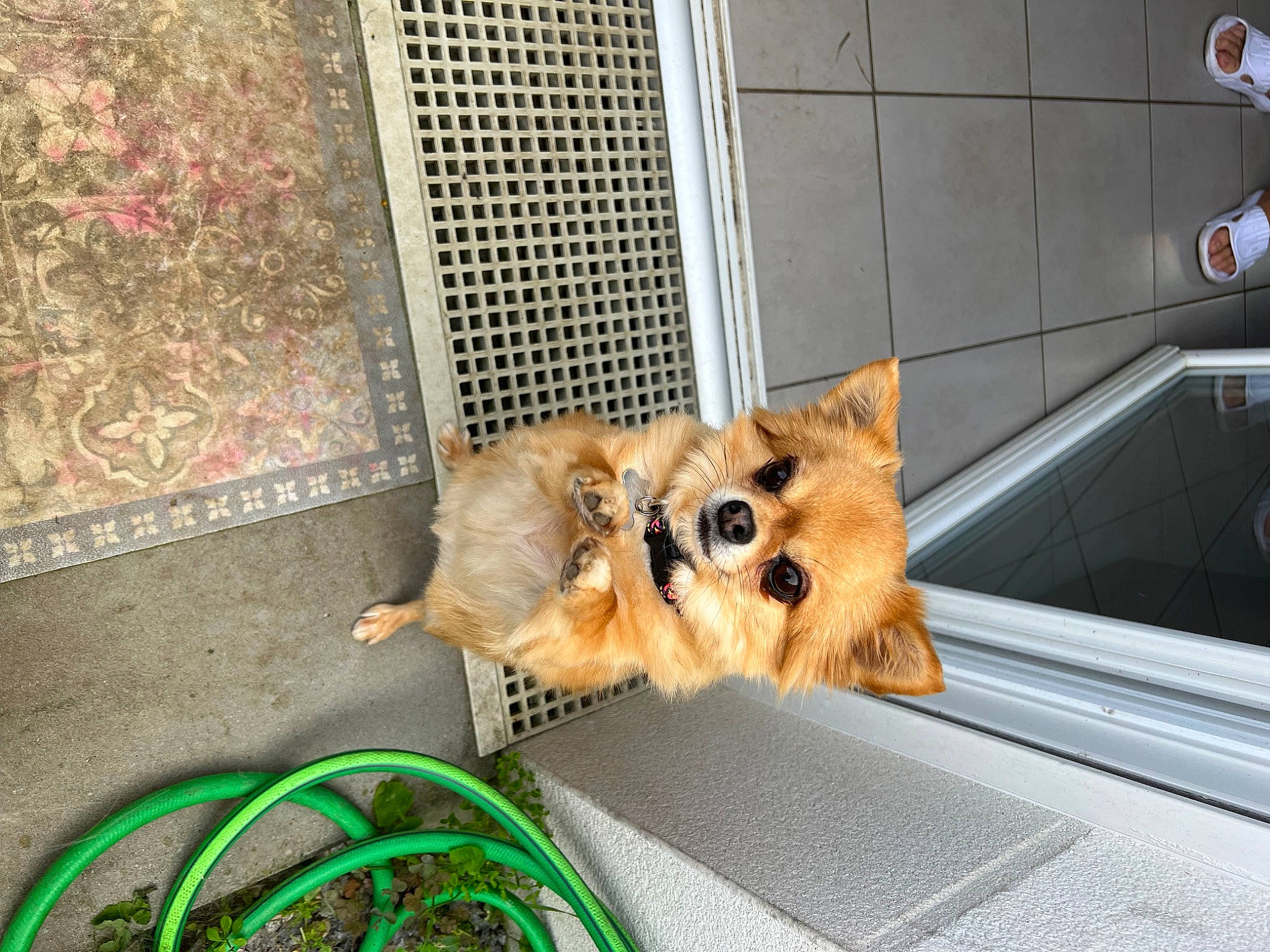 Jenie participe au concours pour gagner de l'argent avec cette photo : canidae, carnivore, cat, claw, companion_dog, couch, dog_breed, domestic_short_haired_cat, fawn, felidae, fur, grass, paw, pomeranian, small_to_medium_sized_cats, snout, sporting_group, tail, whiskers, wire